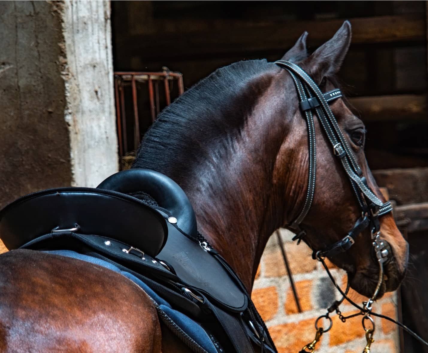 Tereque Tronador cabalgata MESACÉ Negro