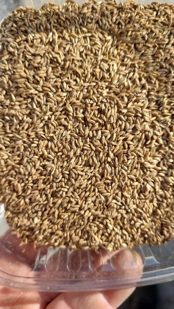 Semilla de pasto Panicum Miyagui – Pureza 95% – VC 77% – Importada de Brasil