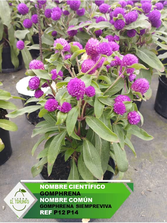Plántula de Gomphrena