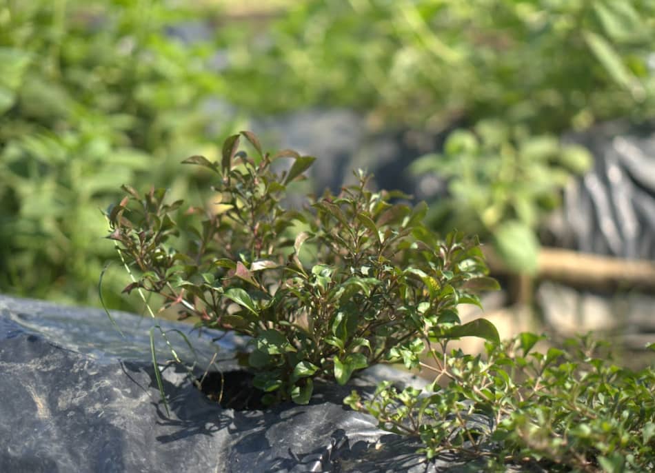 Captura de pantalla 2024-12-10 145058.png