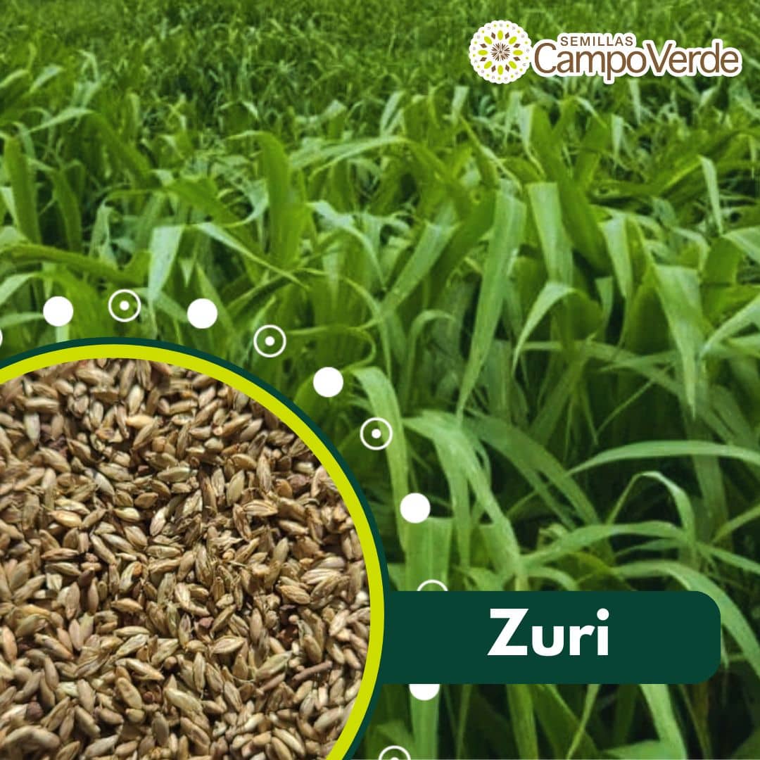 Semilla de pasto Panicum Zuri – Pureza 92,4% – VC 78% – Importada de Brasil