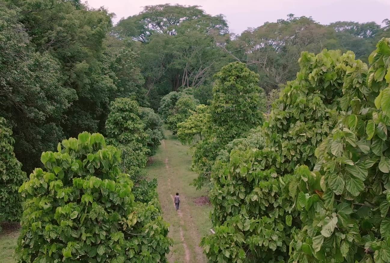 Cultivo de Mango.png