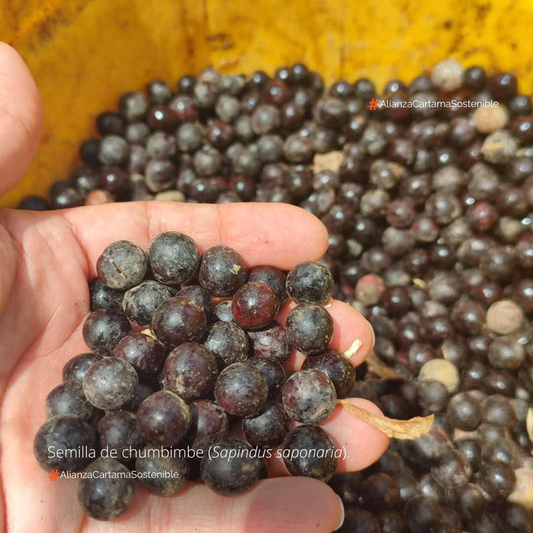 V-DOSEL - SEMILLAS.jpg