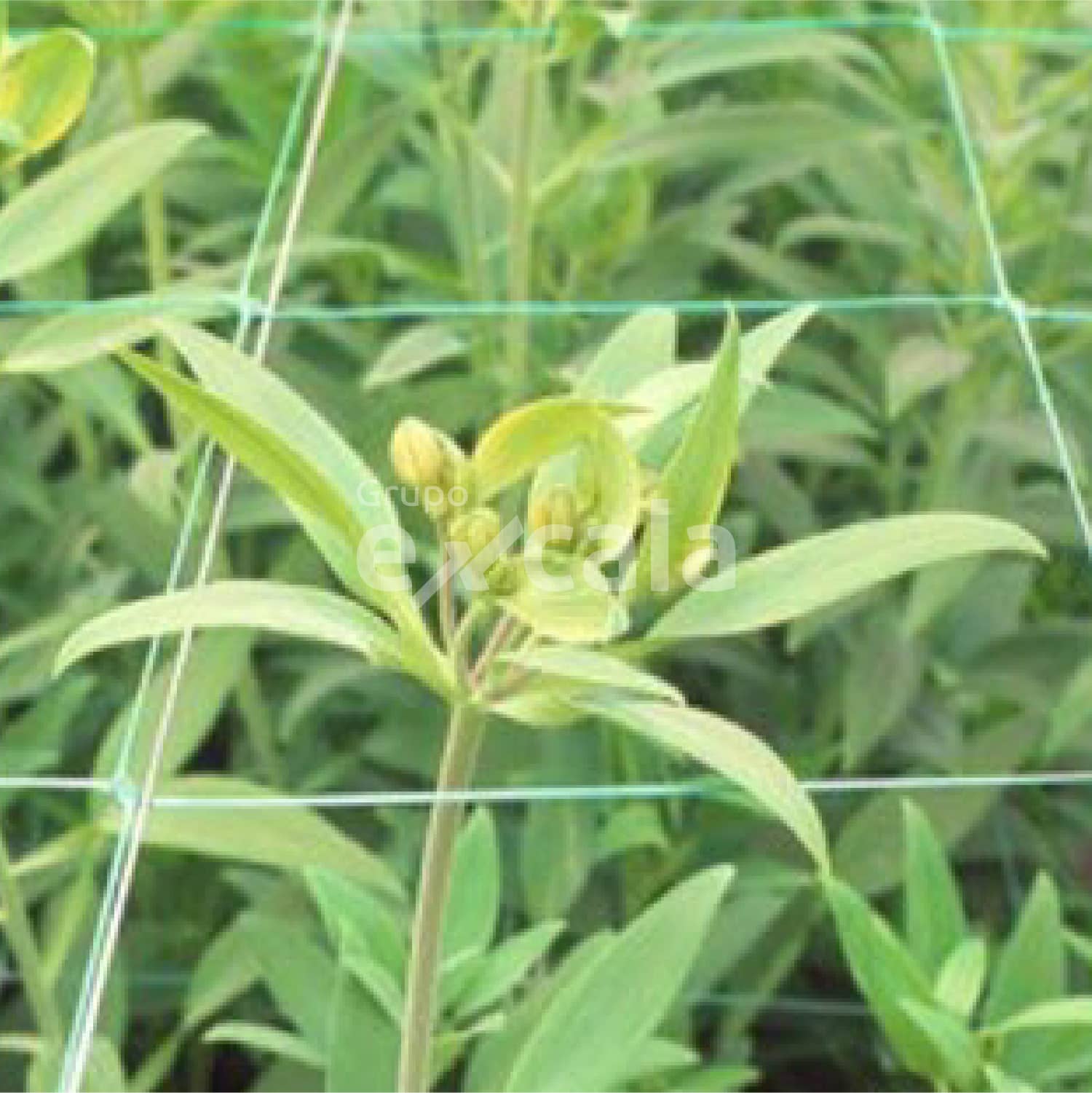 Malla sop.pta 200x200mm, 1.00m,1000m,uv2