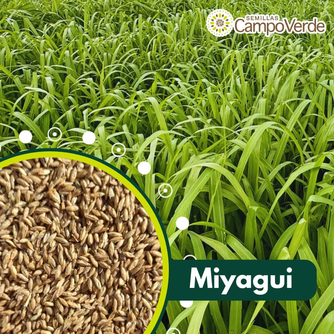 Semilla de pasto Panicum Miyagui – Pureza 95% – VC 77% – Importada de Brasil