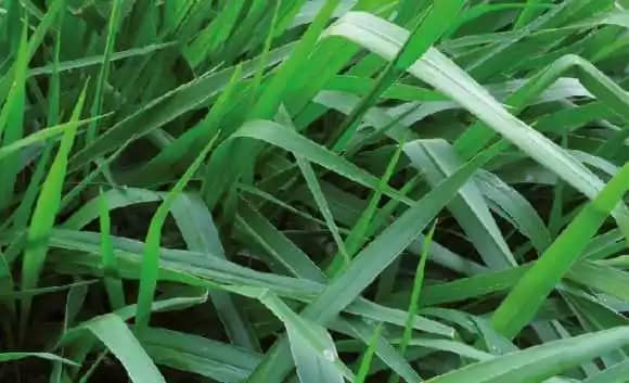 Semilla De Brachiaria Brizantha Toledo x 1 Kg