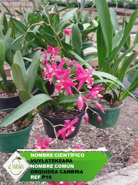 Plántula de Orquídea Cambria
