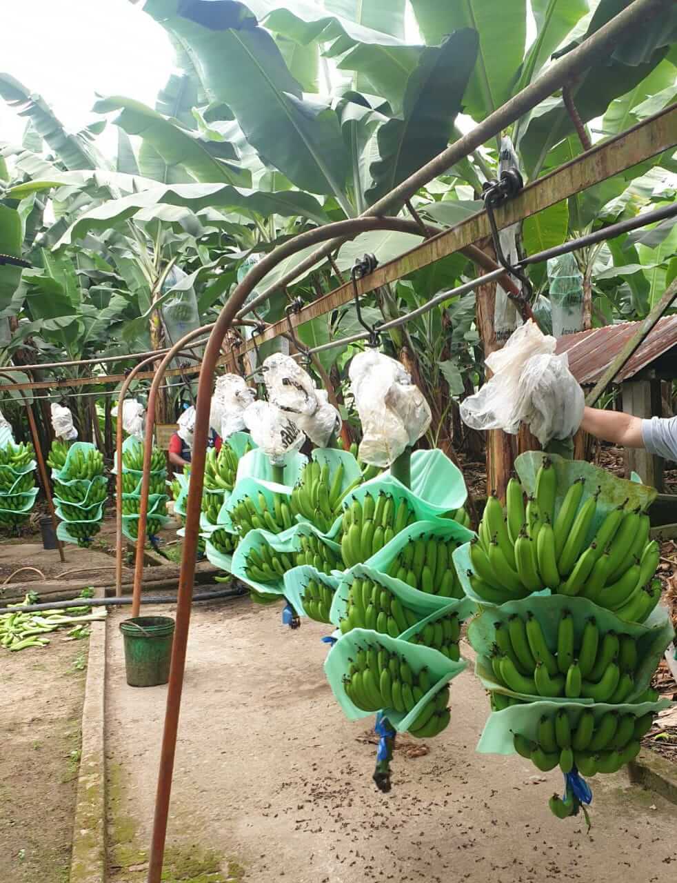 Kit - 3 para cultivo de Plátano