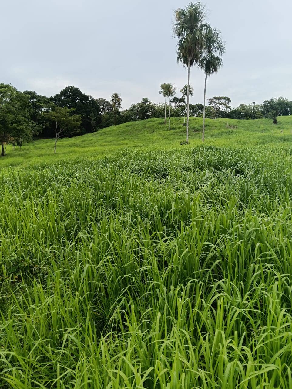 Semilla de pasto Panicum Mombaza – Pureza 90,2% – VC 76% – Importada de Brasil