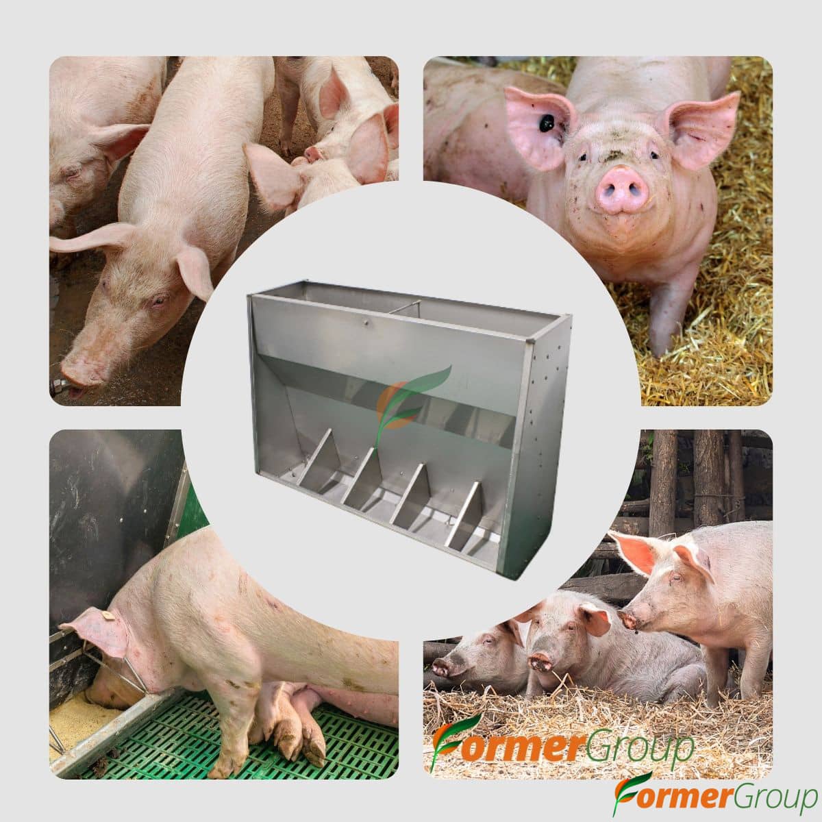 Comedero 5 Puestos Cerdos en Acero Inoxidable