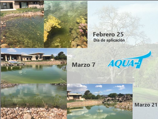 Aqua-T, Tratamiento biológico para estanques, lagos y lagunas. Cuñete x 6 bolsas (3 Libras)