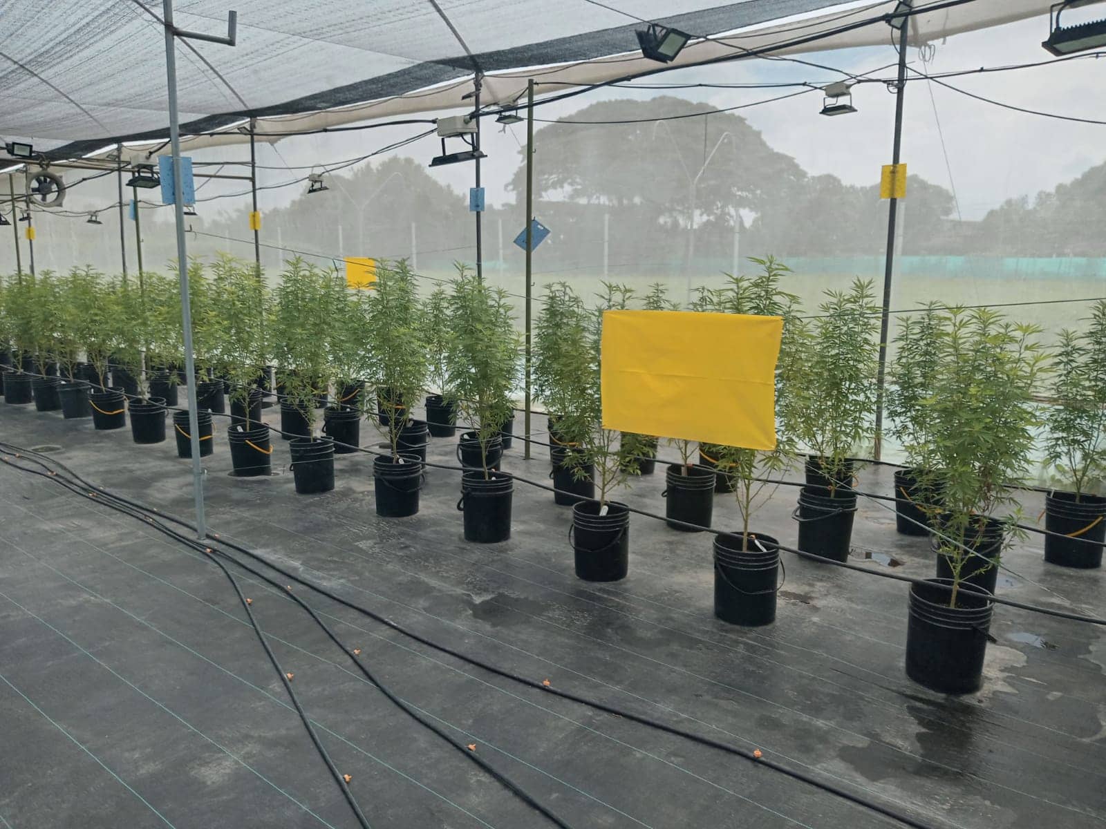 Azasol de AzaAgro |Insecticida  Orgánico Extracto de Neem