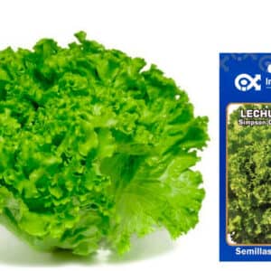 Semilla de Lechuga simpson crespa x 7 gr