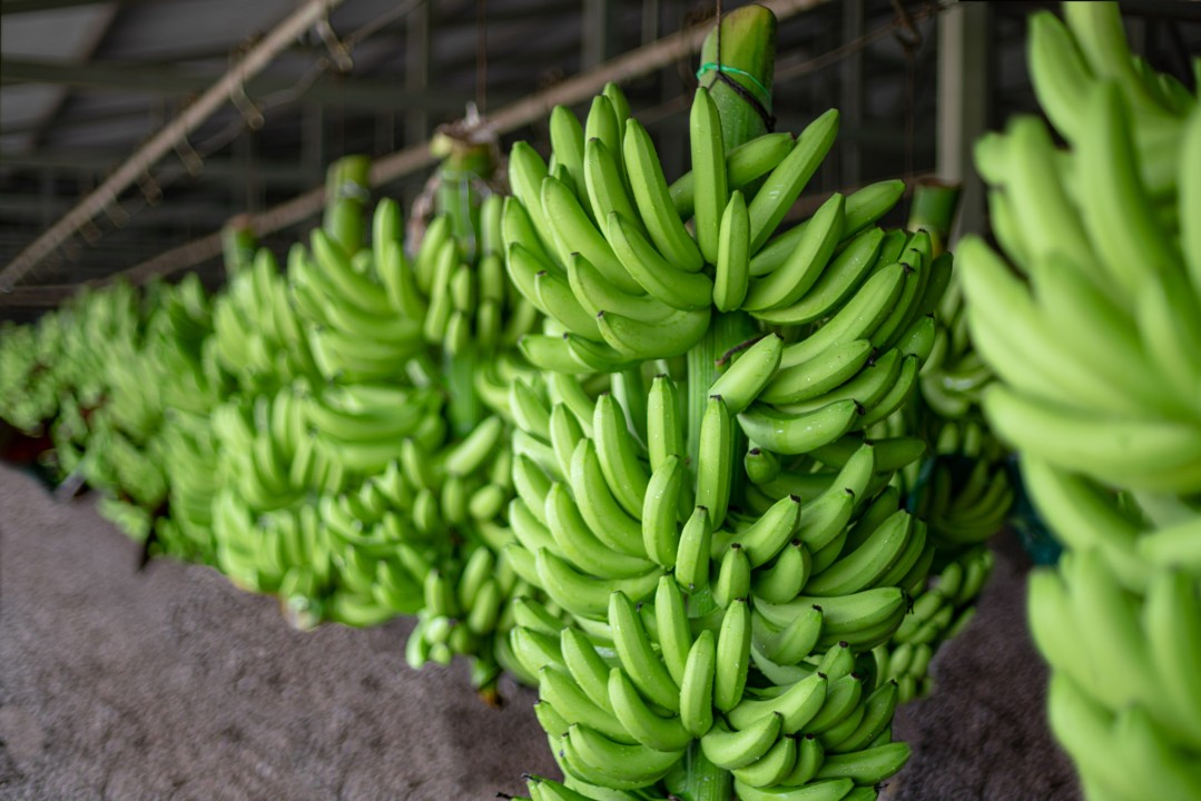 Kit -1 para cultivo de Plátano