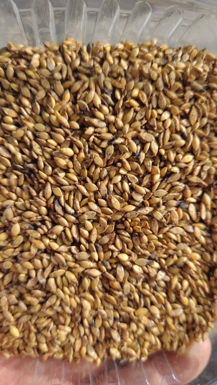 Semilla de pasto Brizantha Toledo (MG5/Xaraés) – Pureza 93% – VC 76% – Importada de Brasil