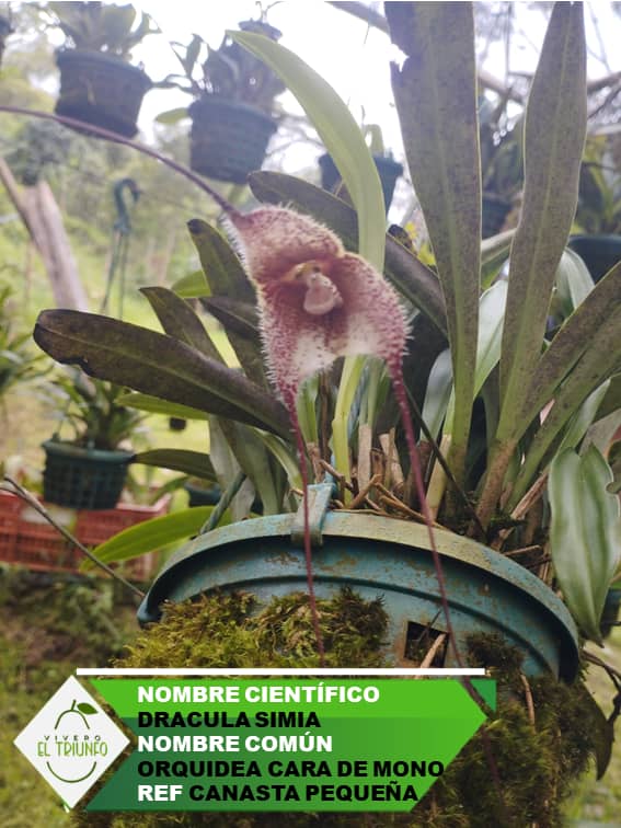 Plántula de Orquídea Cara de Mono