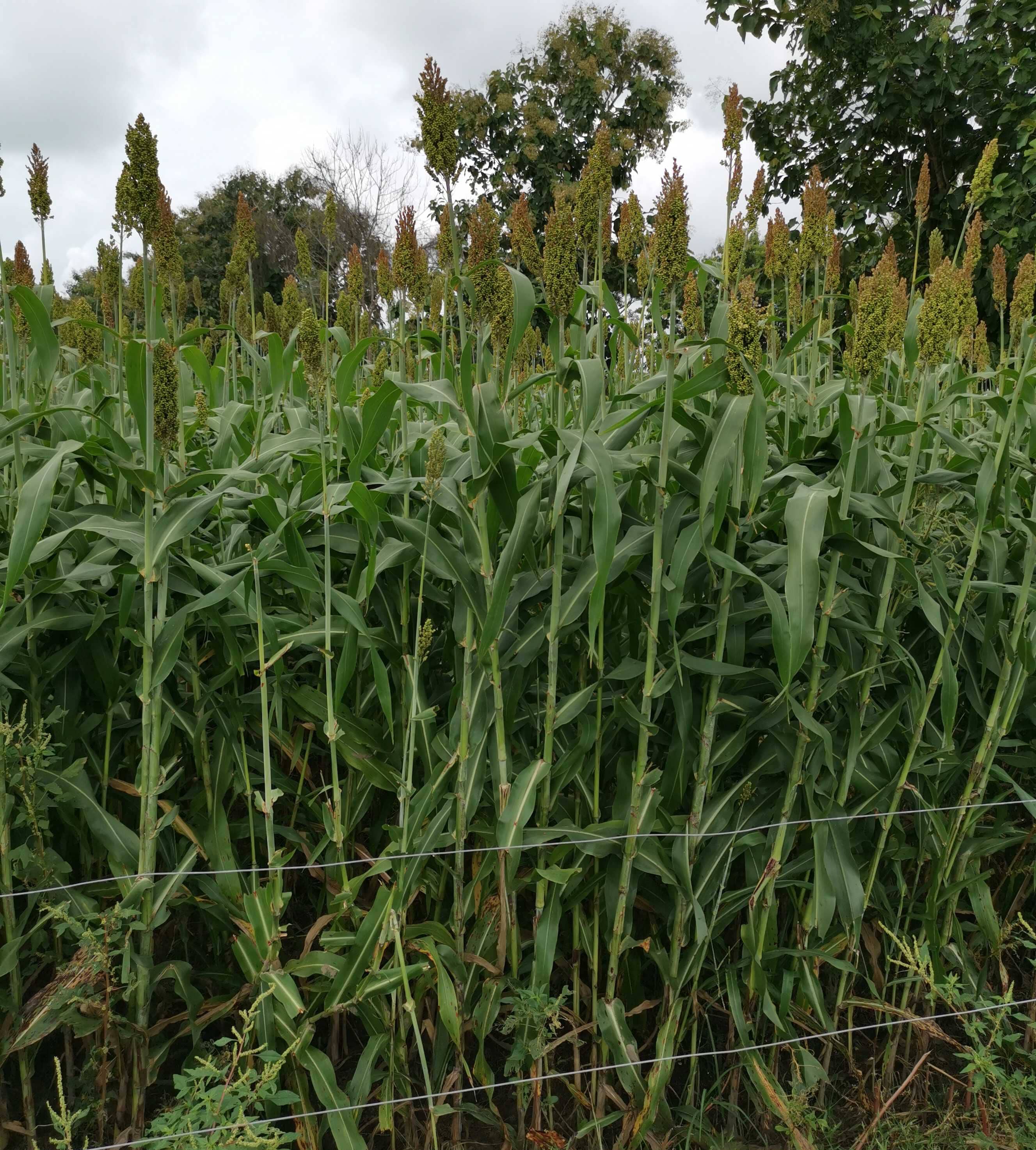 Híbrido Sorgo 151 DP