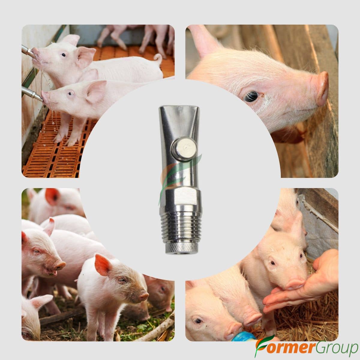 Bebedero Automático Lechones x5 | Acero Inoxidable