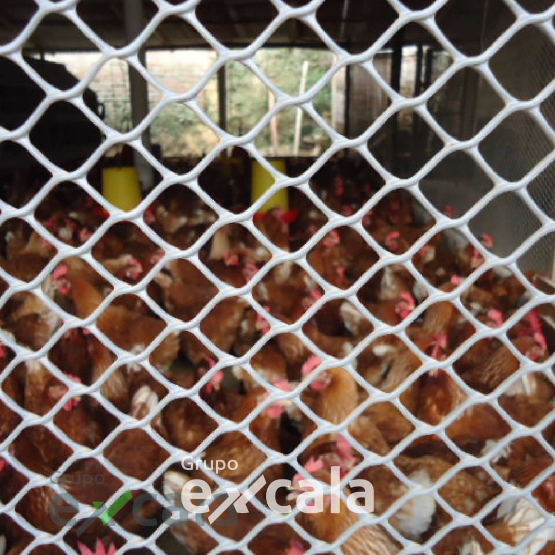 Malla Cerram Pollito versátil PEAD 21x21mm 1.83m 30m Negro uv2