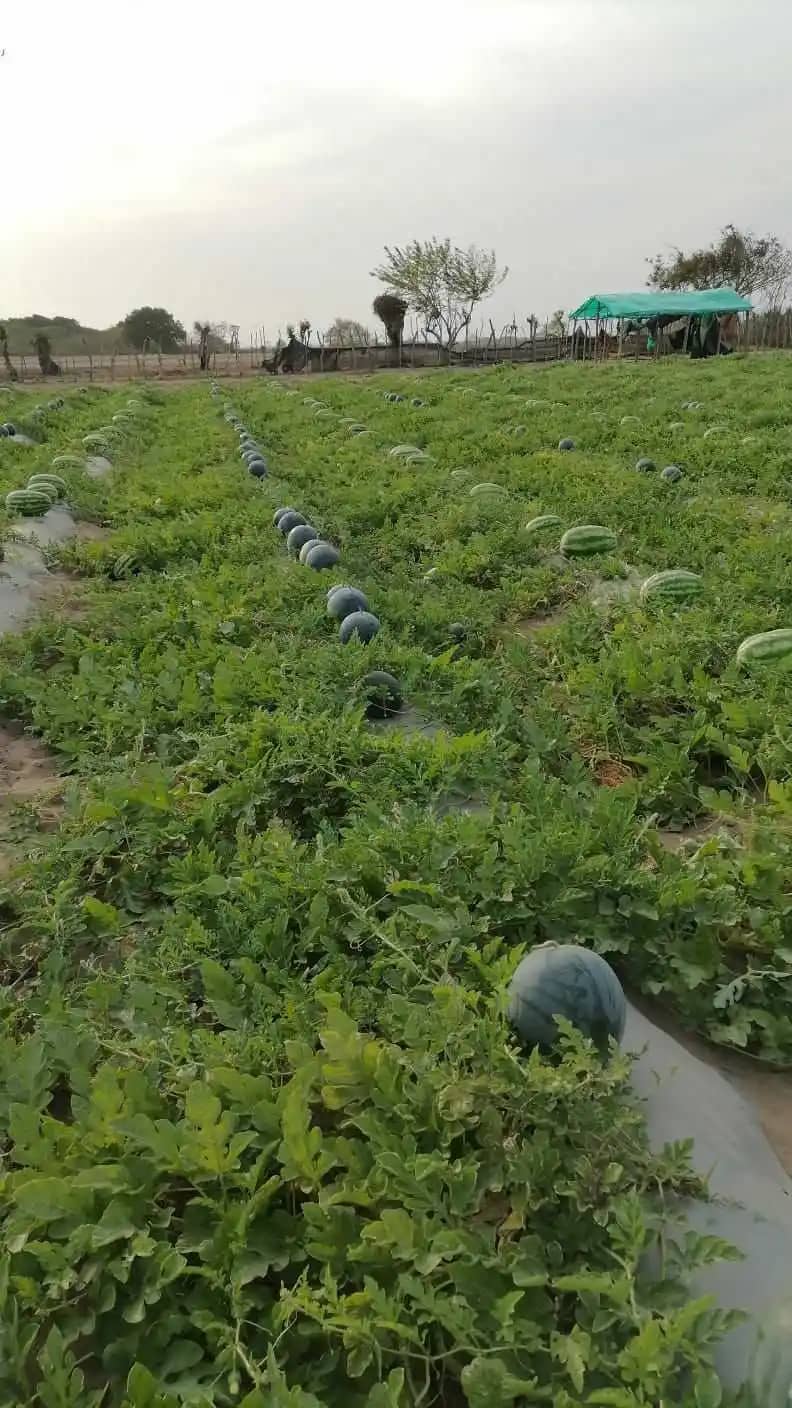 Cultivo de Sandia.jpeg