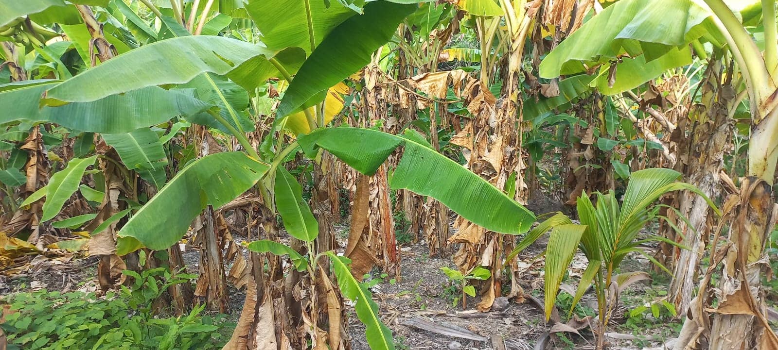 Imagen de WhatsApp 2024-01-26 a las 10.08.31_cea96692.jpg