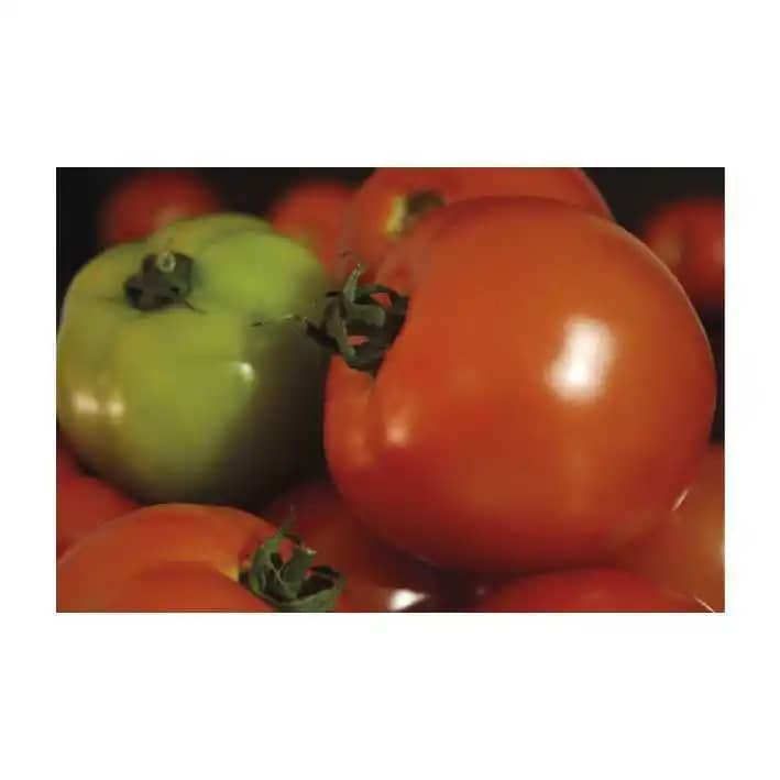 Semilla de Tomate Hibrido Taurus F1 x 1000 Uni - Impulsemillas