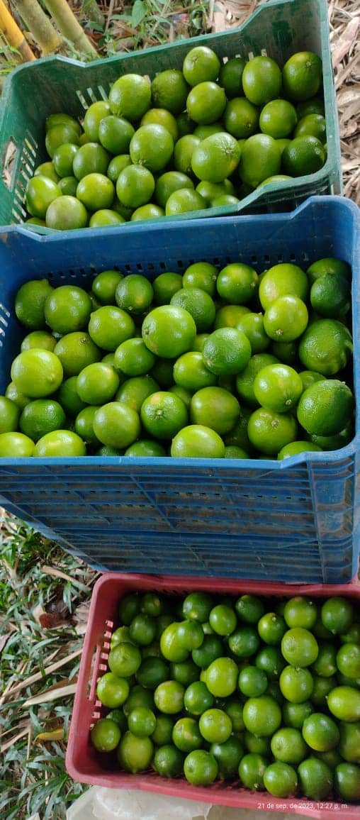 Venta de Limón Tahití en Canastillas por 20 Kg