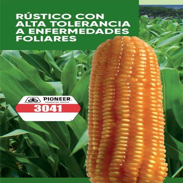 Semilla Pioneer 3041 | Híbrido de maíz amarillo productivo