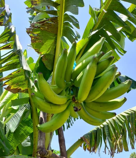 Captura de pantalla 2025-02-19 113834.png