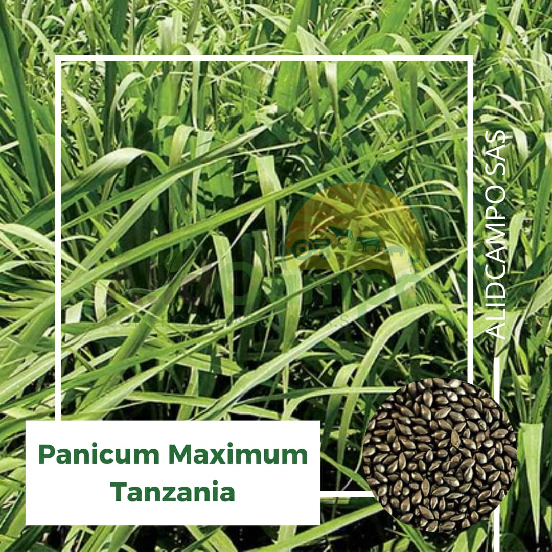 Semilla Panicum Maximum Tanzania