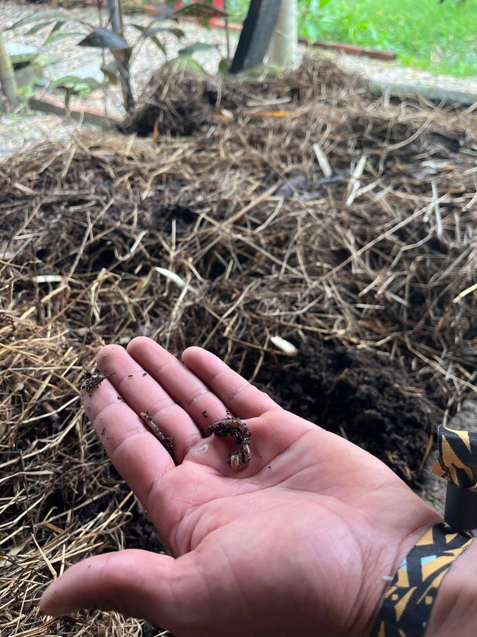 Lombricompost Orgánico Agrovizcaya | Abono Natural