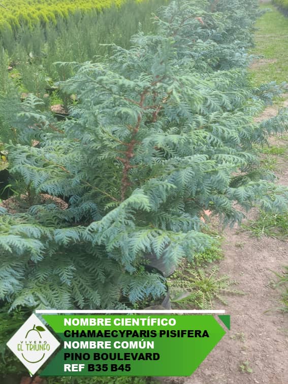 Plántula de Pino Boulevard