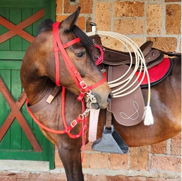 Silla Sabanera De Vaquería MESACÉ - Negra