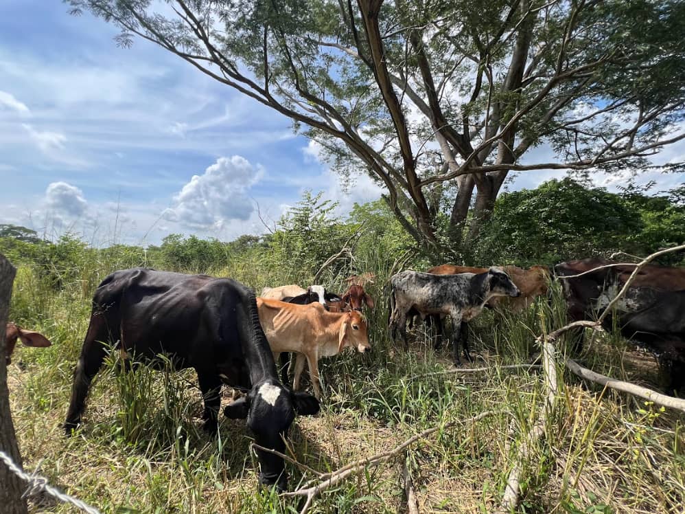 Captura de pantalla 2024-12-19 163702.png