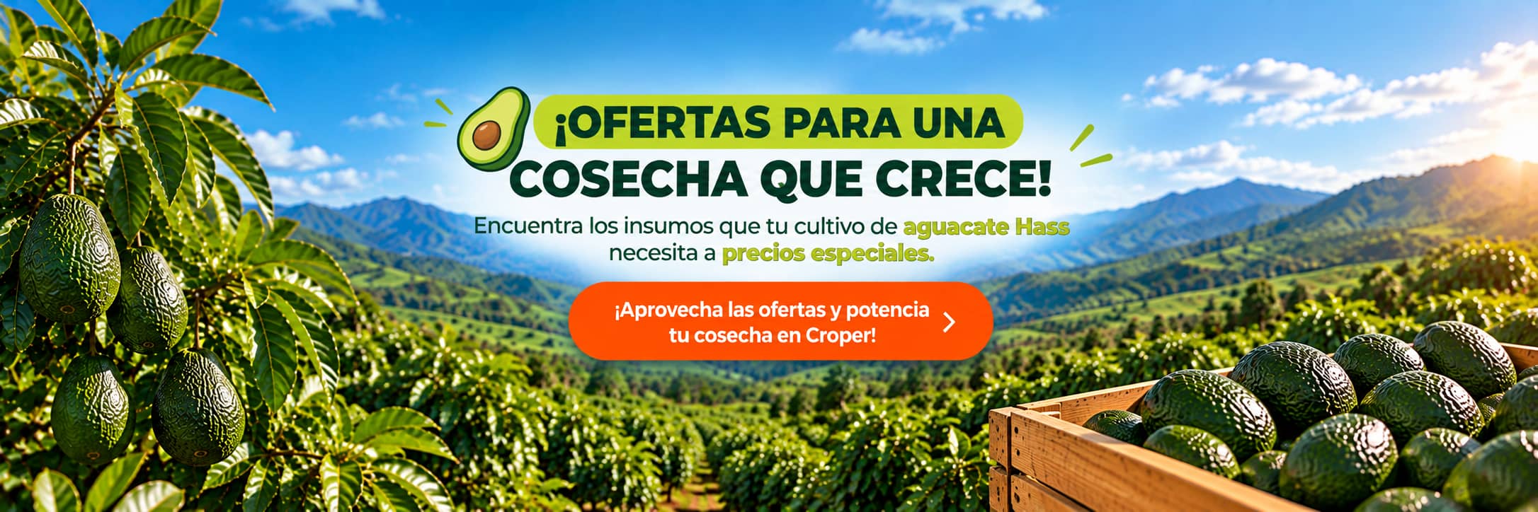 Ofertas aguacate