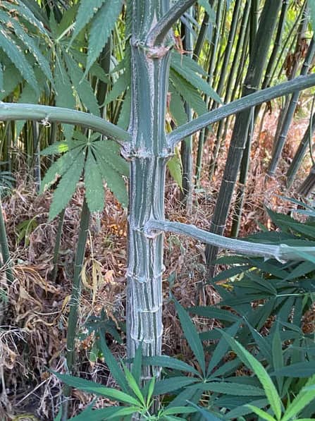 Cáñamo Han Ne.webp