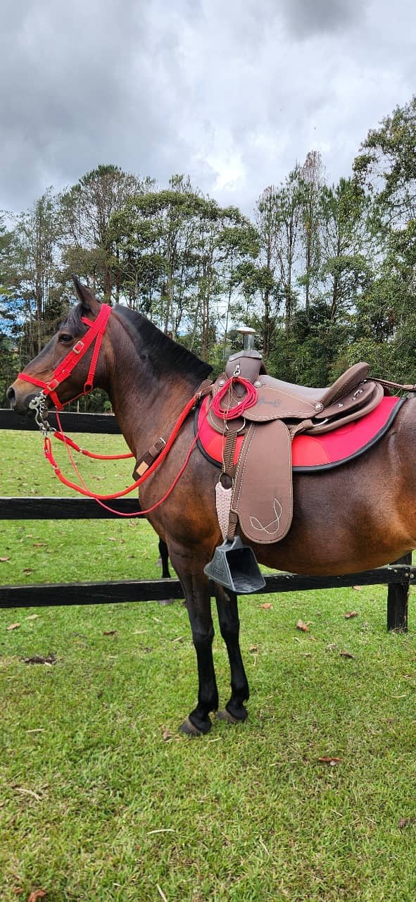 Silla Camelladora De Vaquería MESACÉ - Café