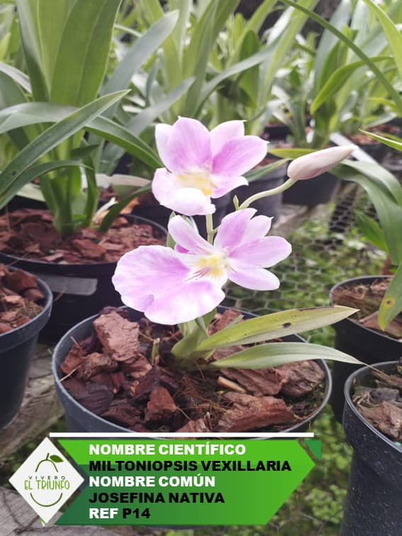 Plántula de Josefina Nativa