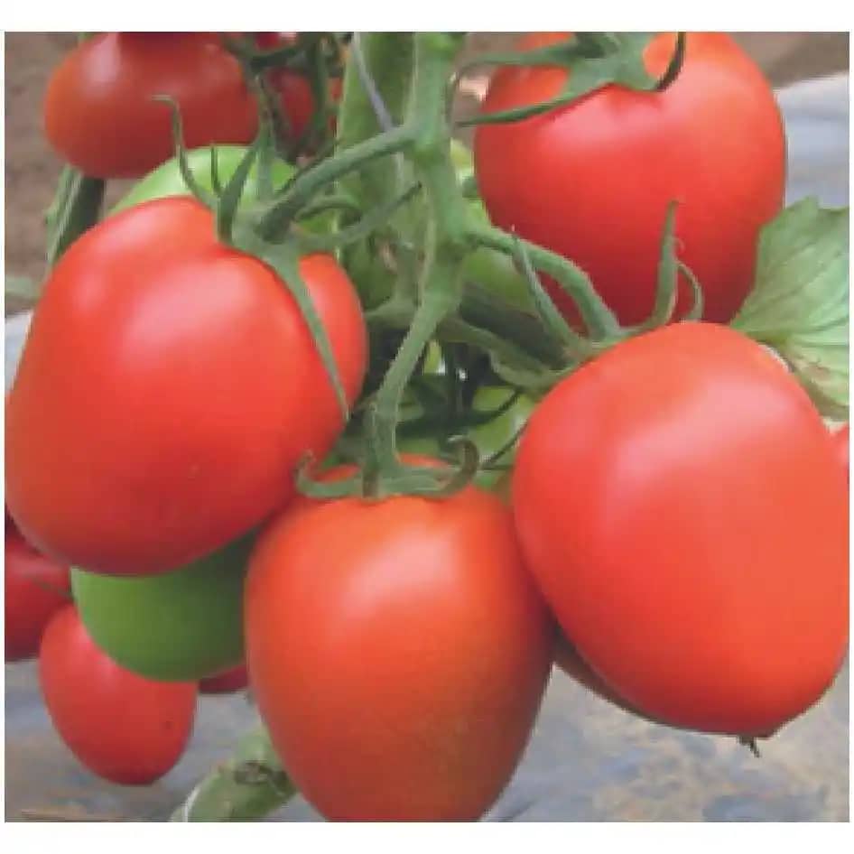 Semilla de Tomate Hibrido Colibrí F1 x 1000 Uni- Impulsemillas