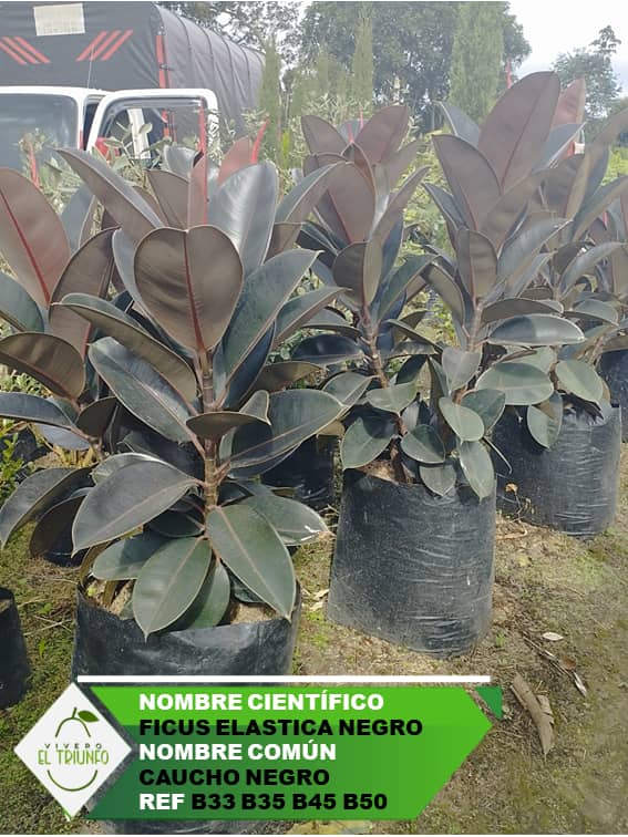 Plántula de Caucho Negro