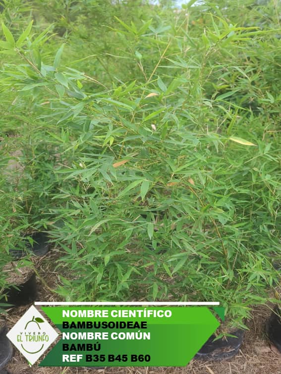 Plántula de Bambú