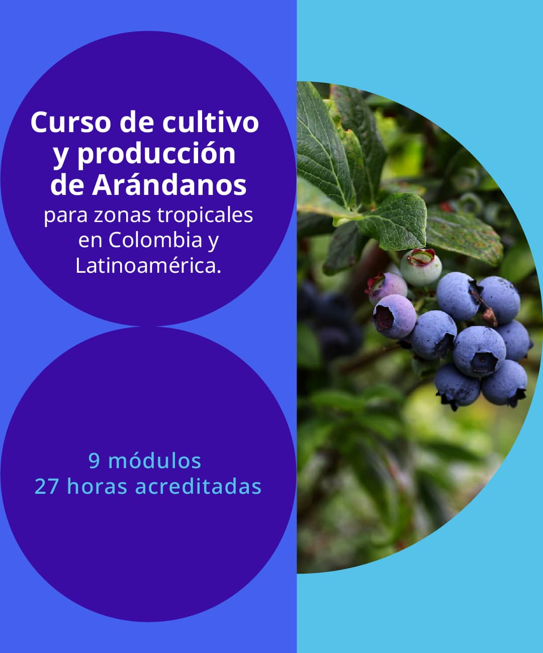 Curso de cultivo y producción de Arándanos
