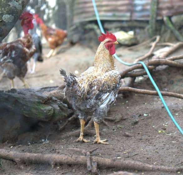 Captura de pantalla 2025-02-19 142043.png