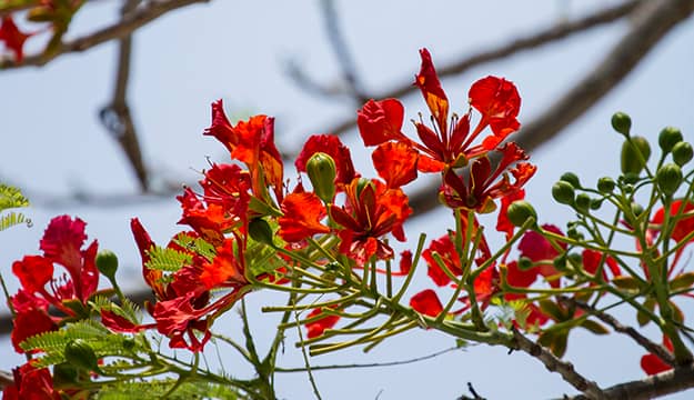 Semilla Acacia roja x 100gr