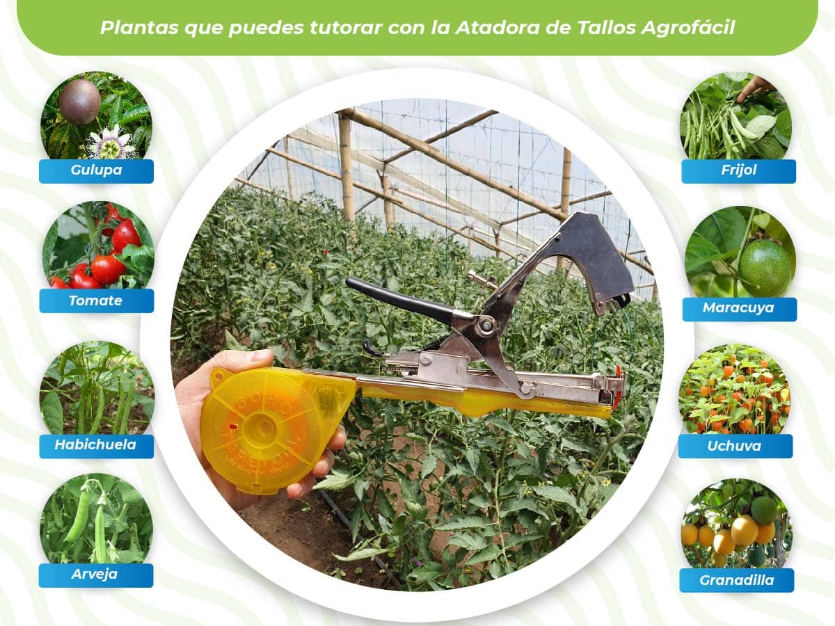 Atadora de Tallos -  Fijación de Plantas en Cultivos y Jardinería