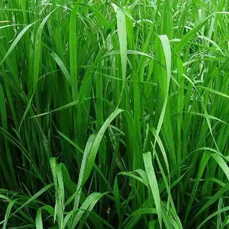 Semilla De Rye Grass Híbrido Sabana x 2 Lb