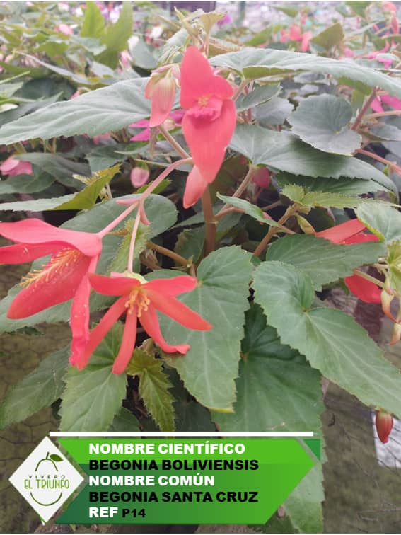 Plántula de Begonia Santa Cruz