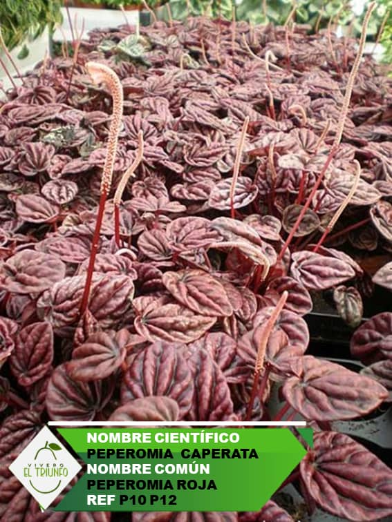 Plántula de Peperomia Roja