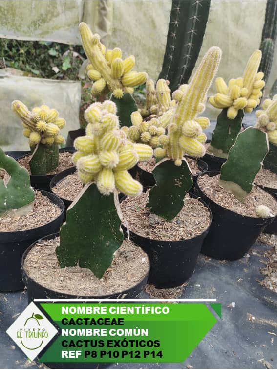 Plántula de Cactus Exóticos