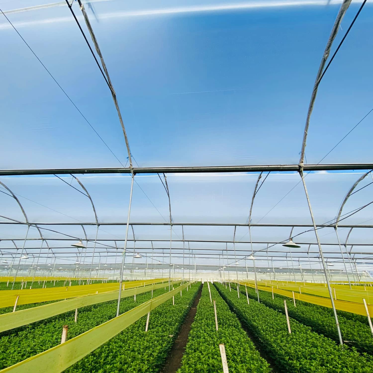 Plástico Agroclear para Invernadero | Protección y Difusión UV